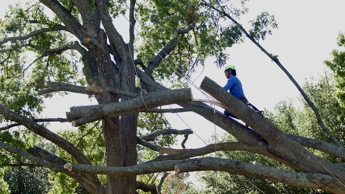 Professional Hazardous Tree Removal performed by certified arborists in San Isidro