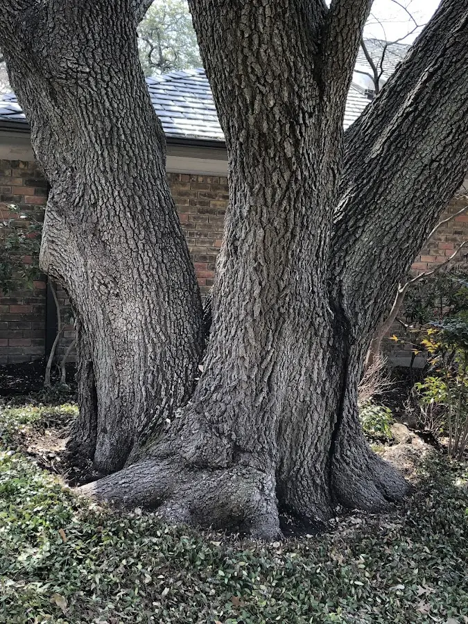 Mature heritage tree close to a San Isidro property cared for by certified arborists