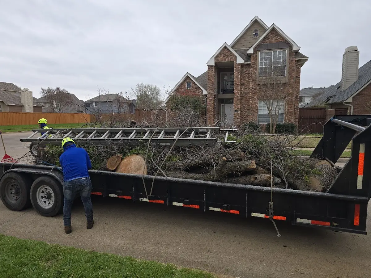 Expert Tree Removal with proper safety equipment in San Isidro
